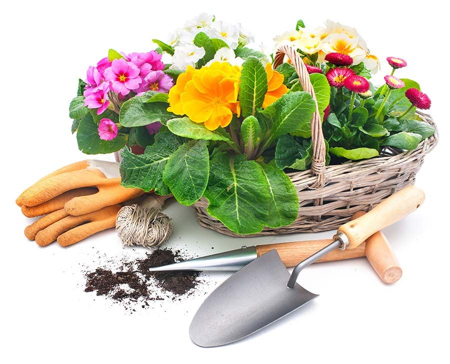 Flores y herramientas de jardín